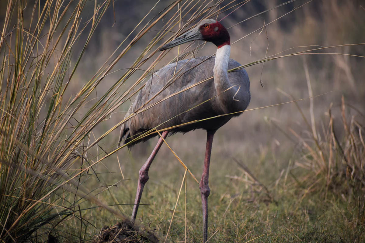 Birding in North India