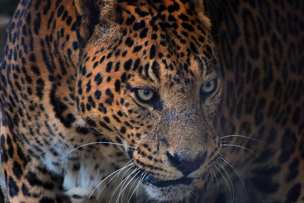 Corbett National Park, Ramnagar, Uttarakhand, India Connections