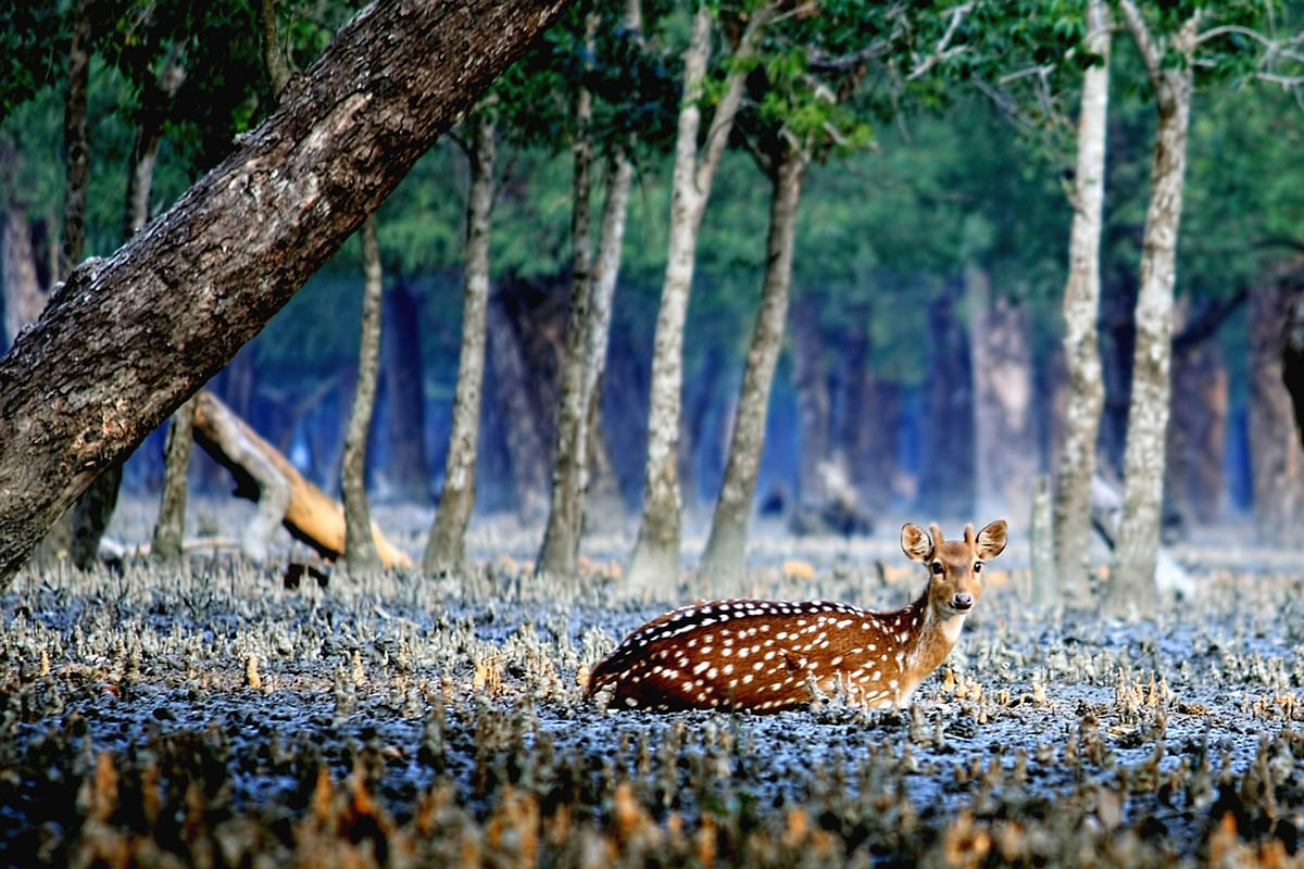 Hidden Gems of West Bengal