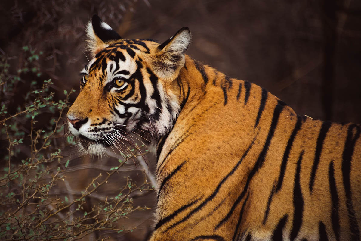 Ranthambore National Park, Rajasthan, India