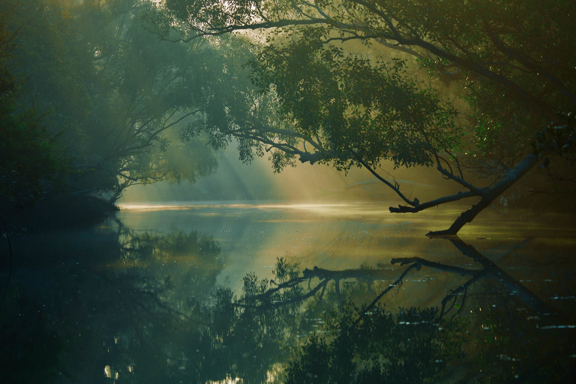 Sunderbans Featured Mangroves