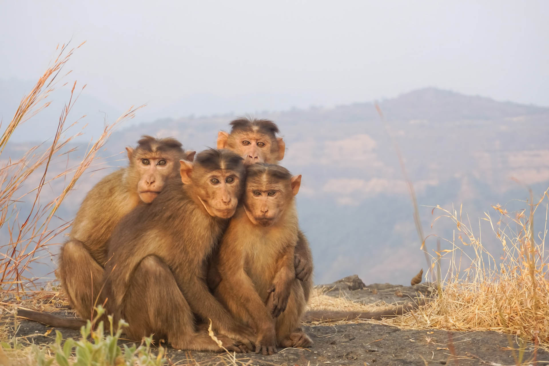 Matheran Featured image Monkeys