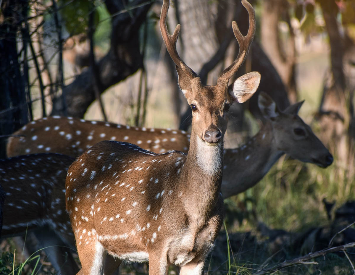 Tadoba Andhari Tiger Reserve, Kolara, Maharashtra, India