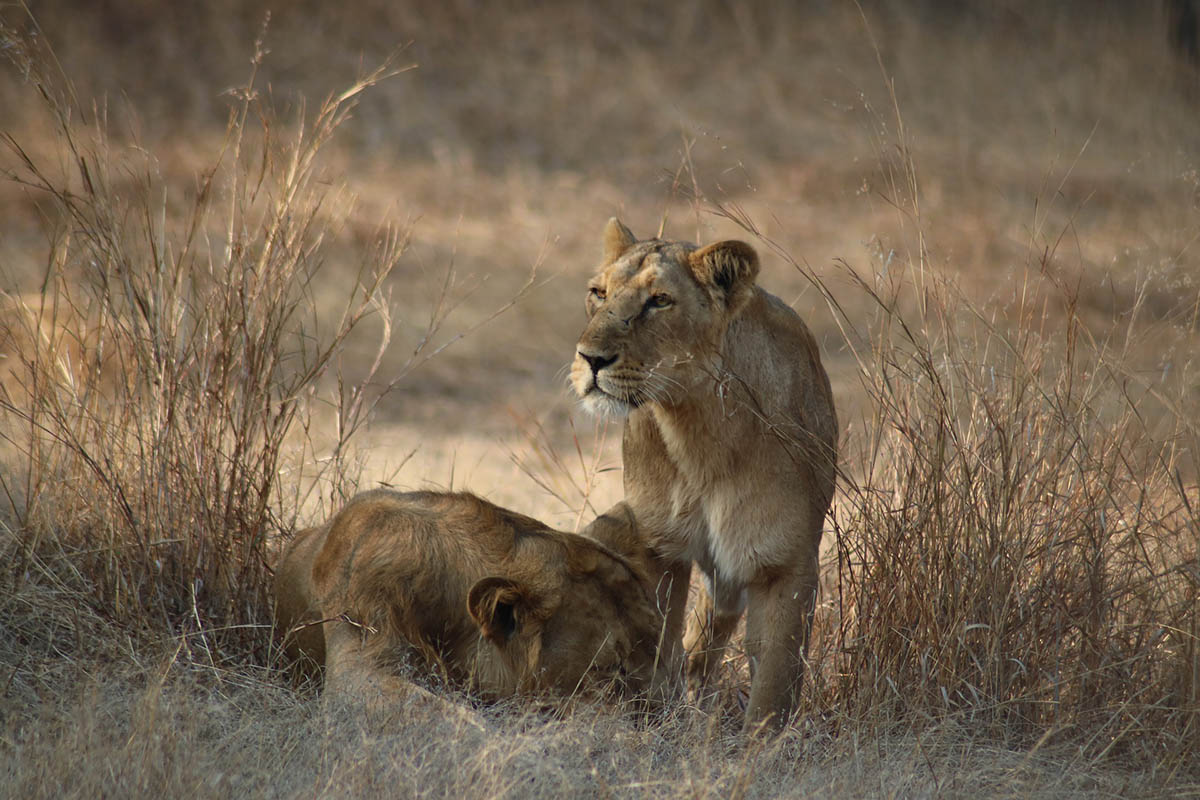 Gir Forest National Park - Gujarat - icon