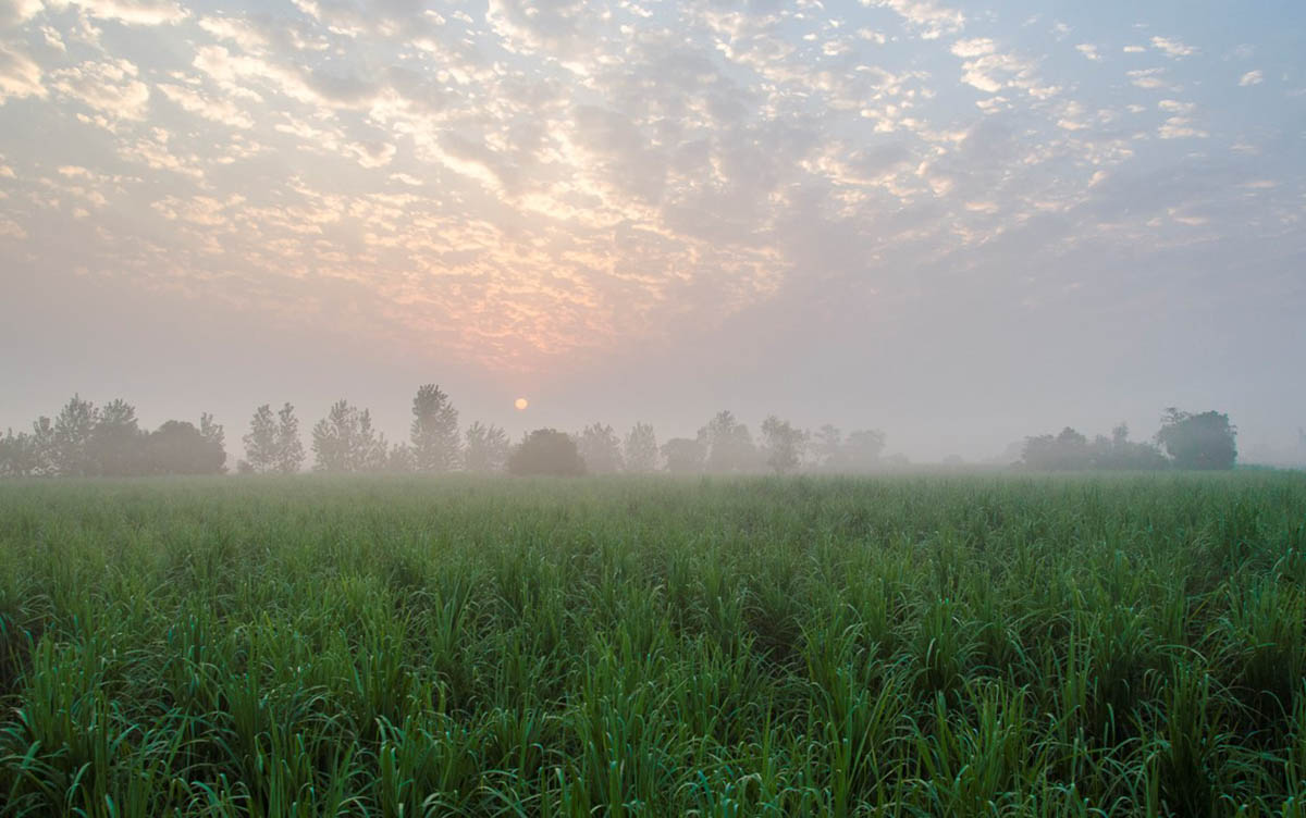 Punjabiyat - Amritsar Countryside - Norhern - Icon