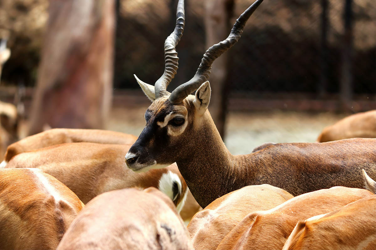 Velavadar Blackbuck National Park - Gujarat - India icon