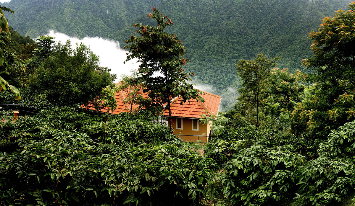 After The Rains - North Kerala - Wayanad - Icon