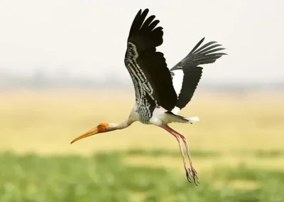 Hampi's Boulders - Hampi - Image